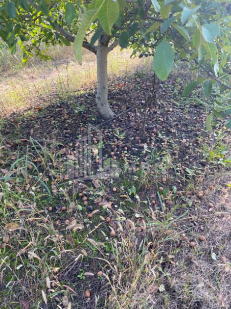 For Sale Walnut orchard Land In Melani, Gurjaani