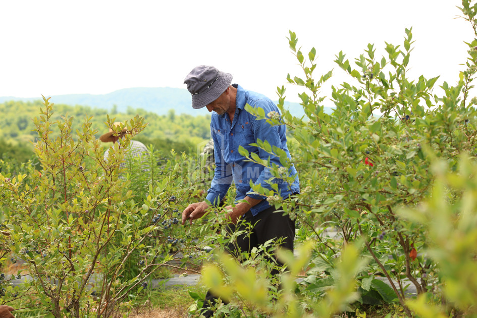 For Sale Blueberry orchard Land In Senaki