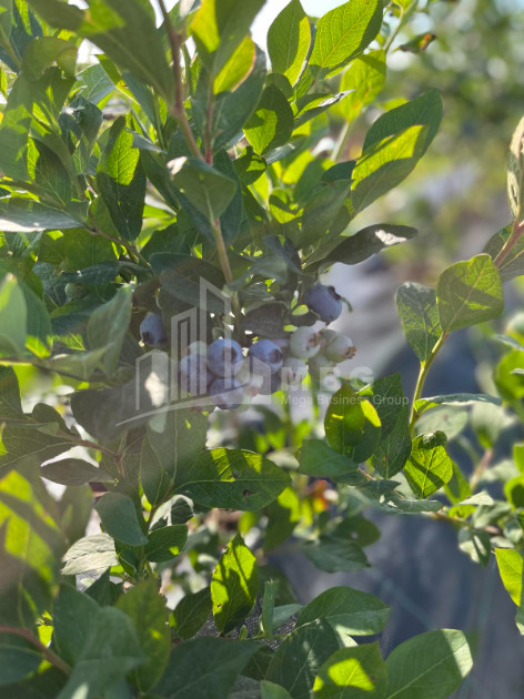 For Sale Blueberry orchard Land In Samegrelo