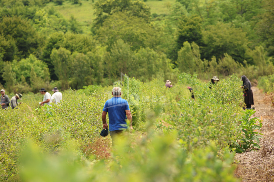 For Sale Blueberry orchard Land In Senaki