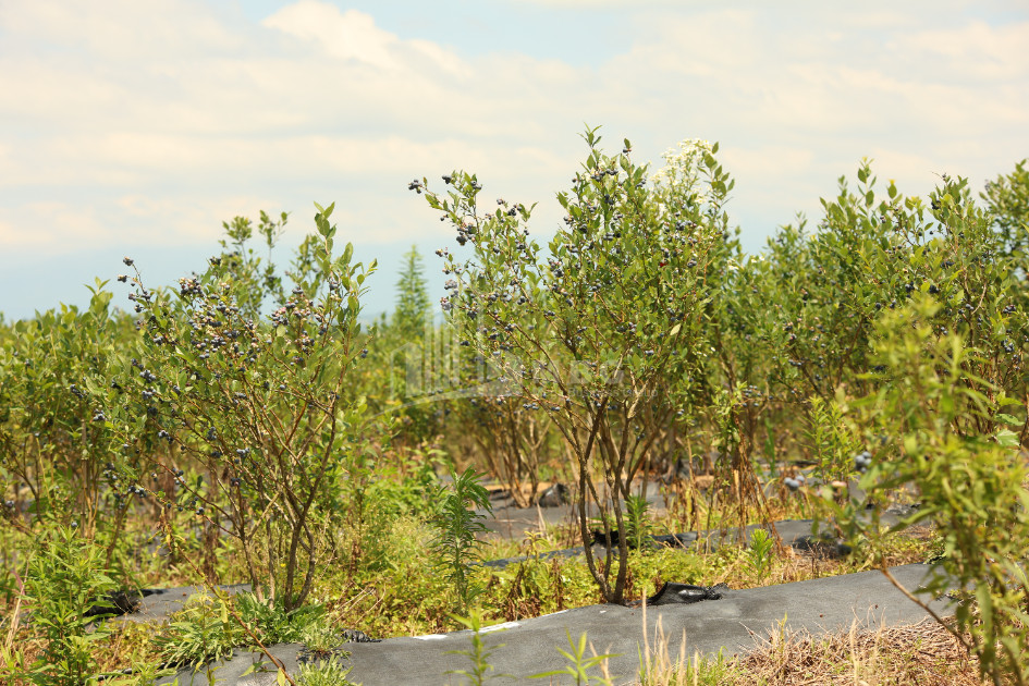 For Sale Blueberry orchard Land In Senaki