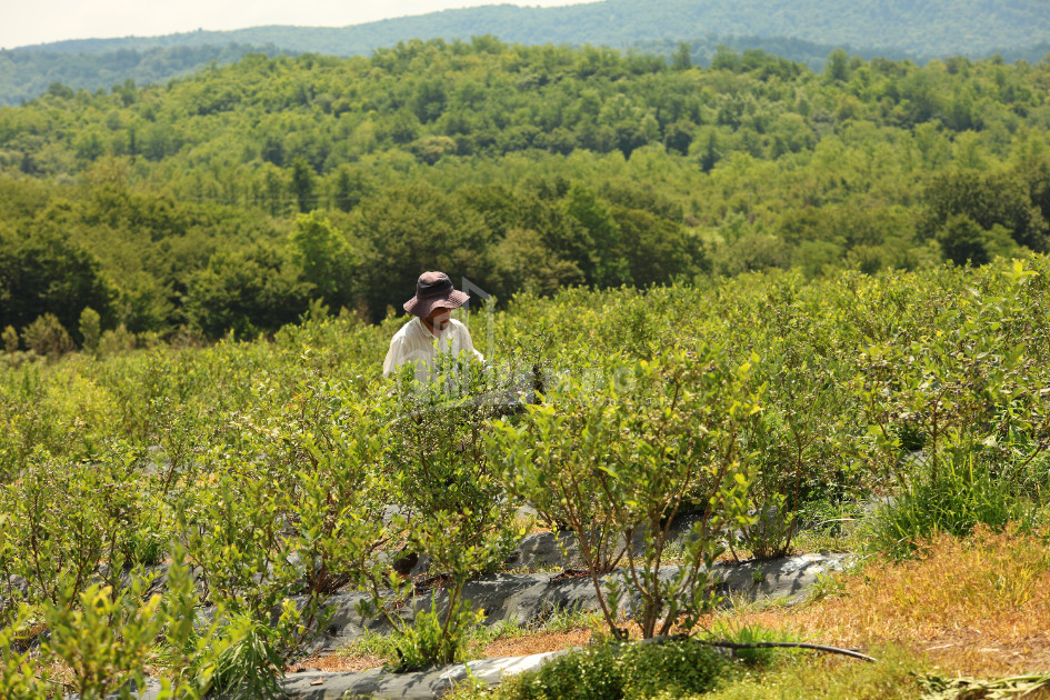 For Sale Blueberry orchard Land In Senaki