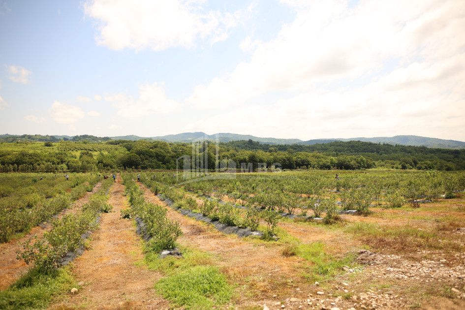 For Sale Blueberry orchard Land In Senaki