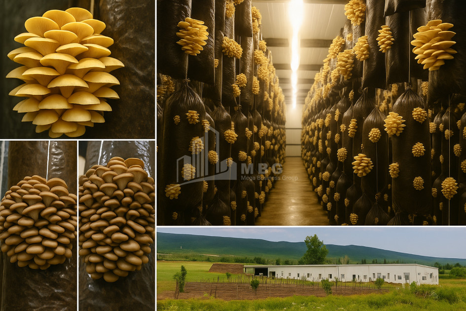 For Sale Mushroom Factory Commercial In Okami, Kaspi