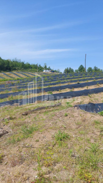 For Sale Blueberry orchard Land In Baileti, Ozurgeti