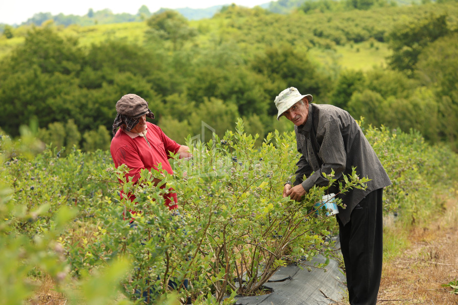 For Sale Blueberry orchard Land In Senaki
