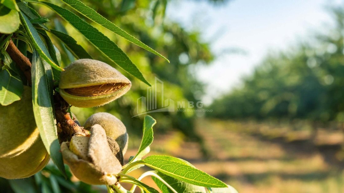 For Sale Walnut orchard Land In Bolnisi