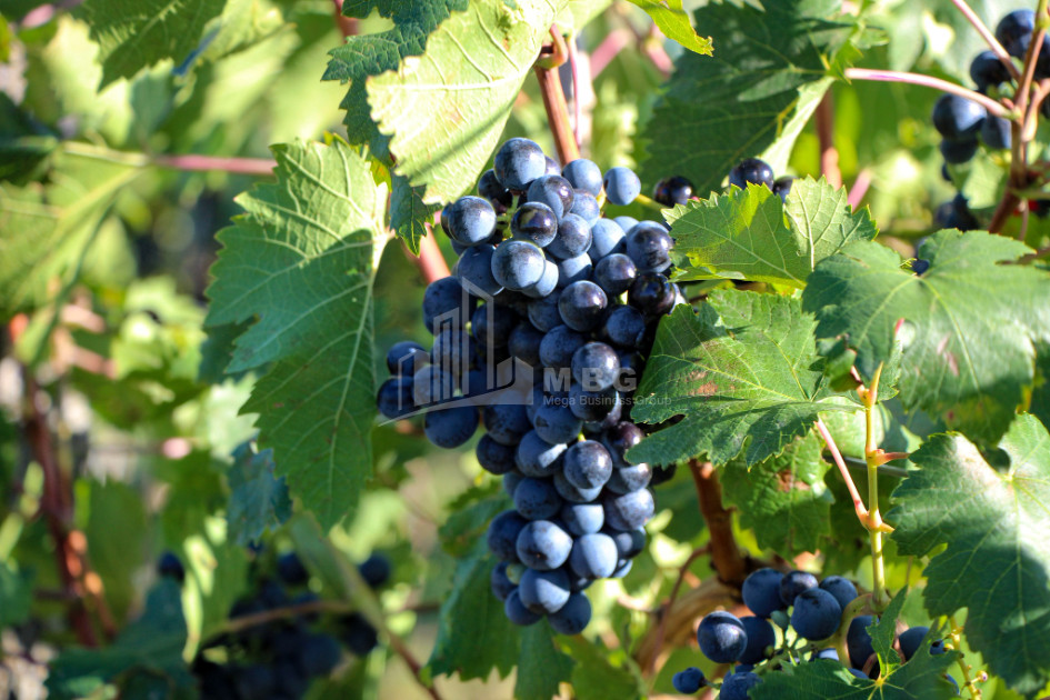 For Sale Chateau / Wine factory Commercial In Does, Kaspi