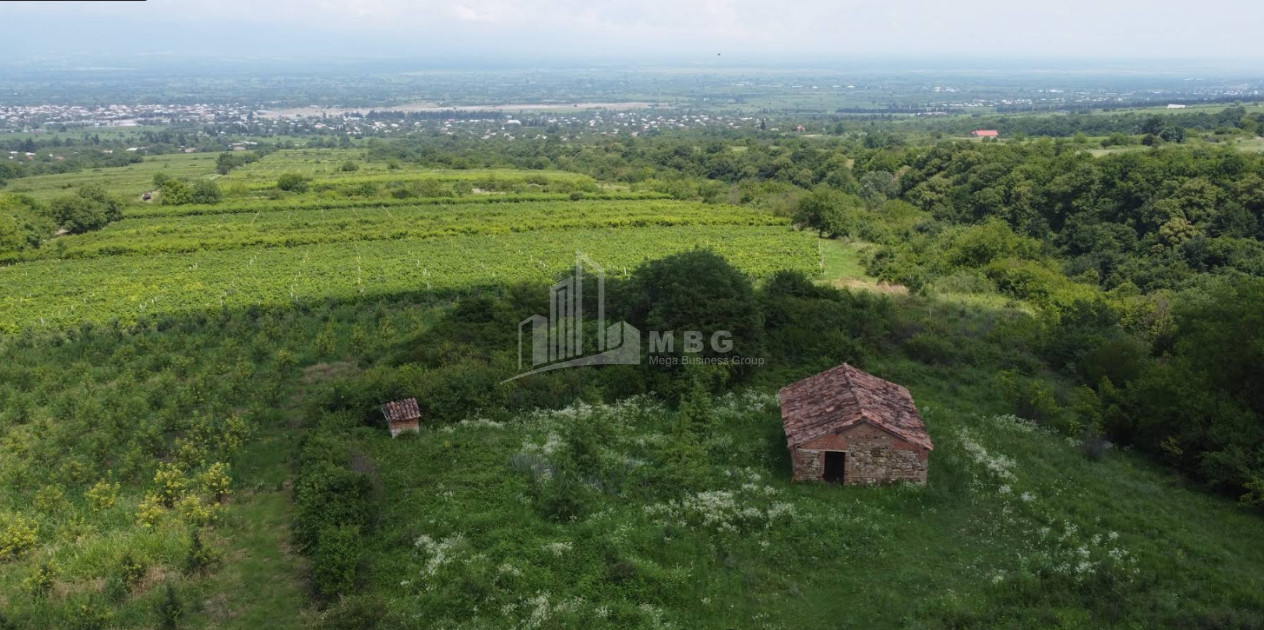 Продается Виноградник - Замковые Земля В Зегаани, Гурджаани