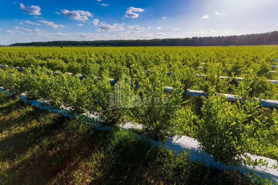 For Sale Blueberry orchard Land In Samegrelo