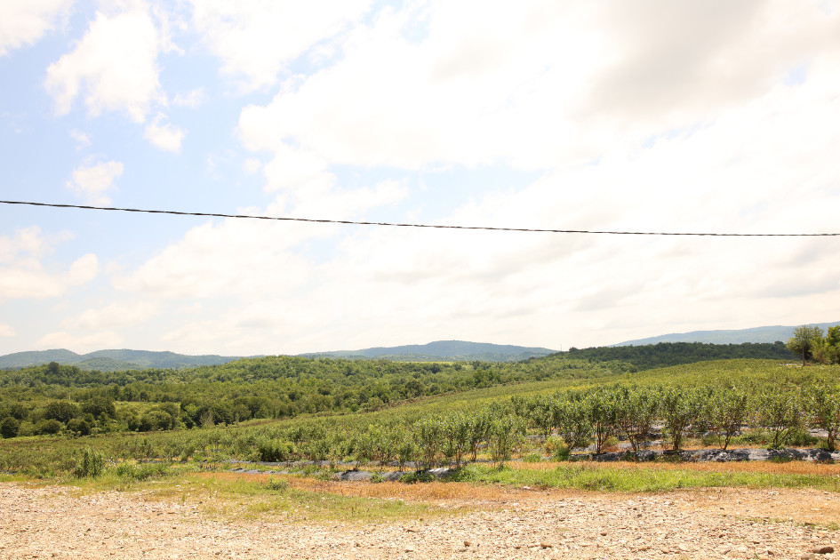 For Sale Blueberry orchard Land In Senaki