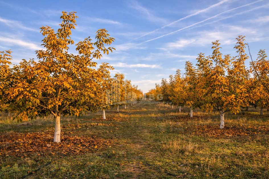 For Sale Walnut orchard Land In Melani, Gurjaani