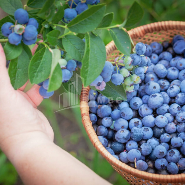 For Sale Blueberry orchard Land In Samegrelo