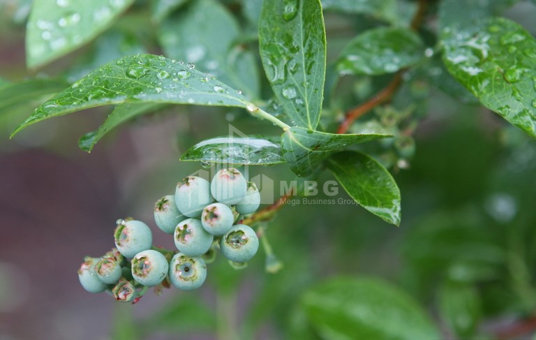 For Sale Blueberry orchard Land In Samegrelo