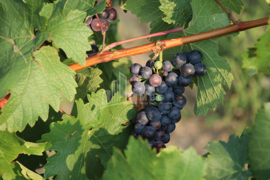 For Sale Chateau / Wine factory Commercial In Does, Kaspi