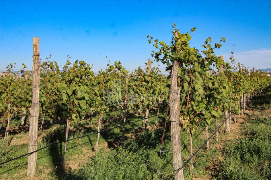 For Sale Chateau / Wine factory Commercial In Does, Kaspi