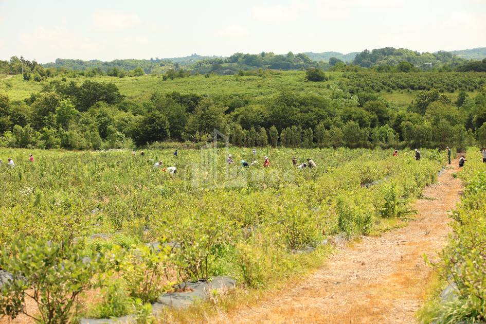 For Sale Blueberry orchard Land In Senaki