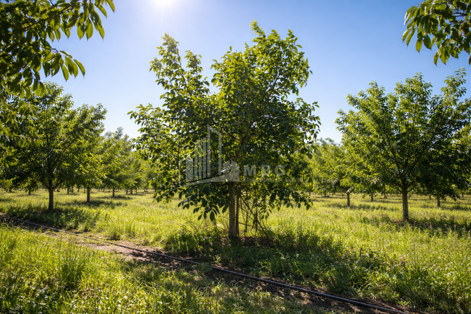 For Sale Walnut orchard Land In Melani, Gurjaani