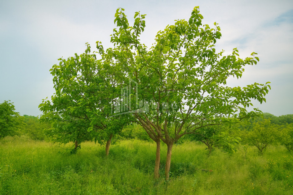 For Sale Orchards Land In Kvemo Shukhuti, Lanchkhuti