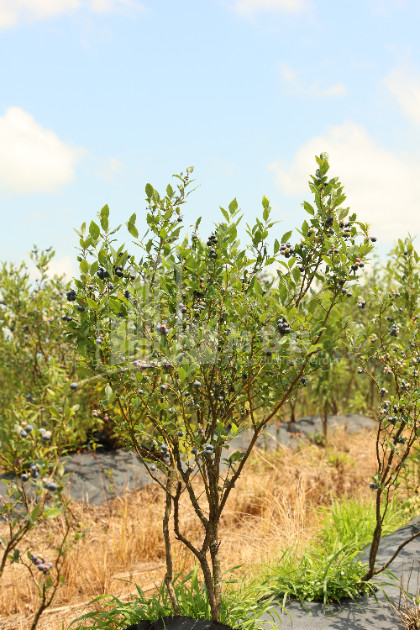 For Sale Blueberry orchard Land In Senaki