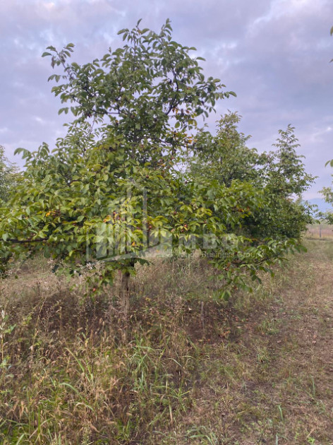 For Sale Walnut orchard Land In Melani, Gurjaani