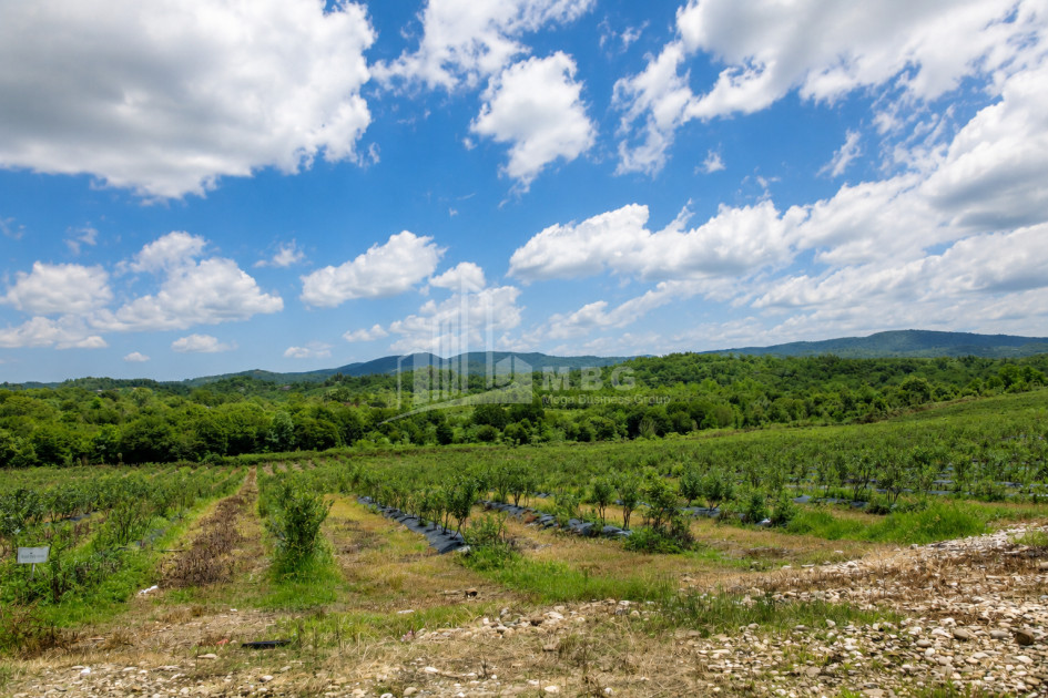 For Sale Blueberry orchard Land In Senaki