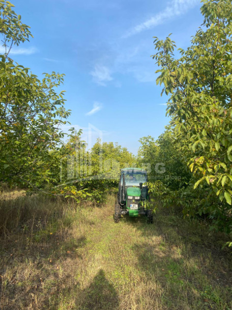 For Sale Walnut orchard Land In Melani, Gurjaani