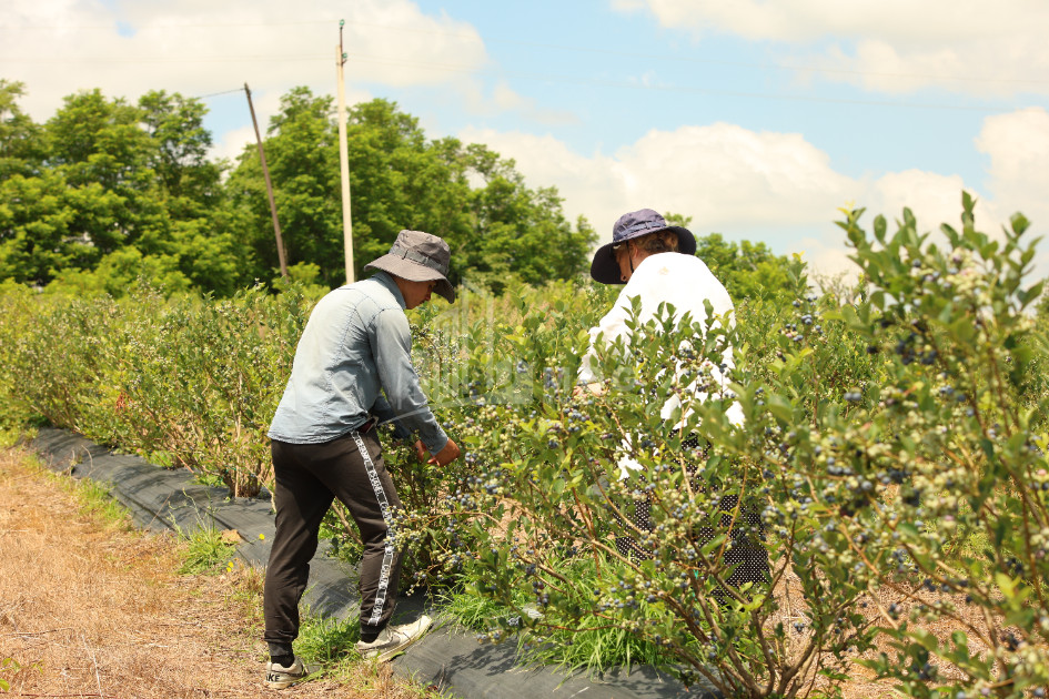 For Sale Blueberry orchard Land In Senaki