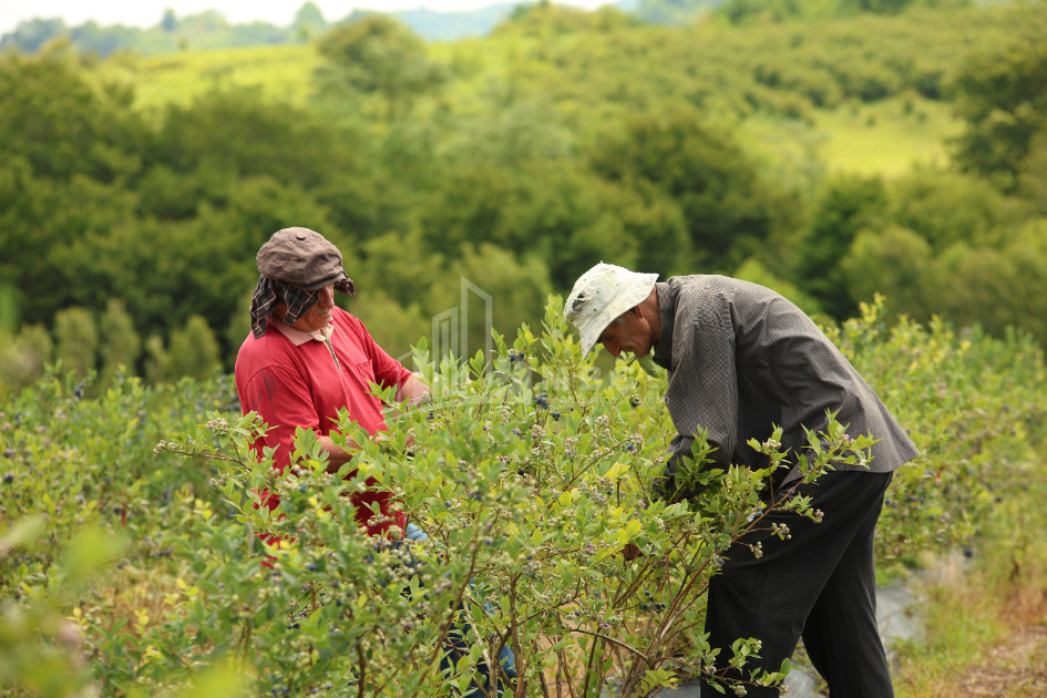For Sale Blueberry orchard Land In Senaki