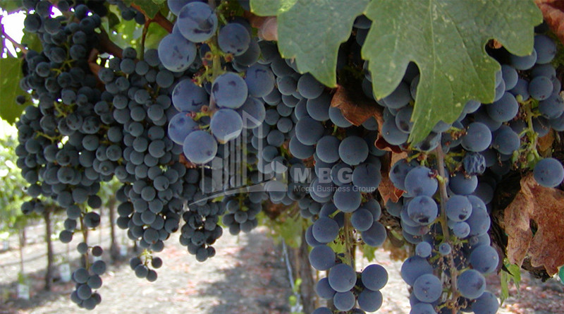 For Sale Chateau / Wine factory Commercial In Does, Kaspi