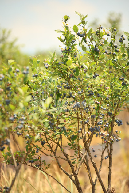 For Sale Blueberry orchard Land In Senaki