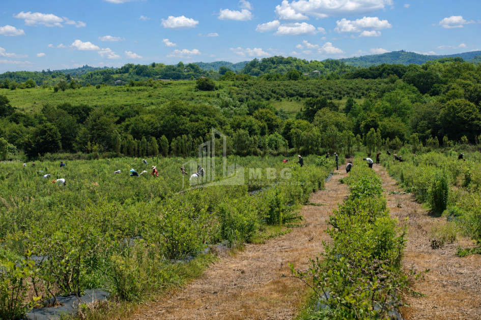 For Sale Blueberry orchard Land In Senaki