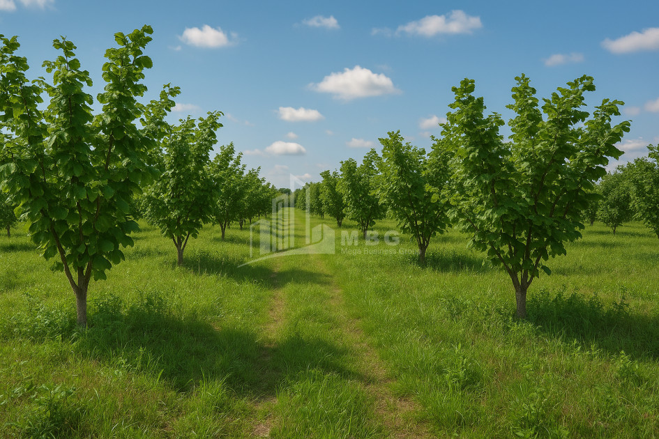 For Sale Orchards Land In Kvemo Shukhuti, Lanchkhuti