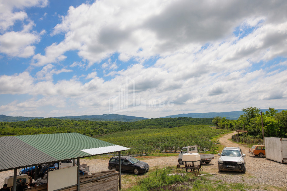 For Sale Blueberry orchard Land In Senaki
