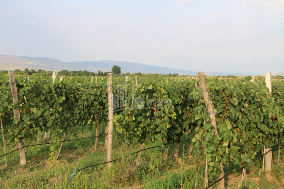 For Sale Chateau / Wine factory Commercial In Does, Kaspi