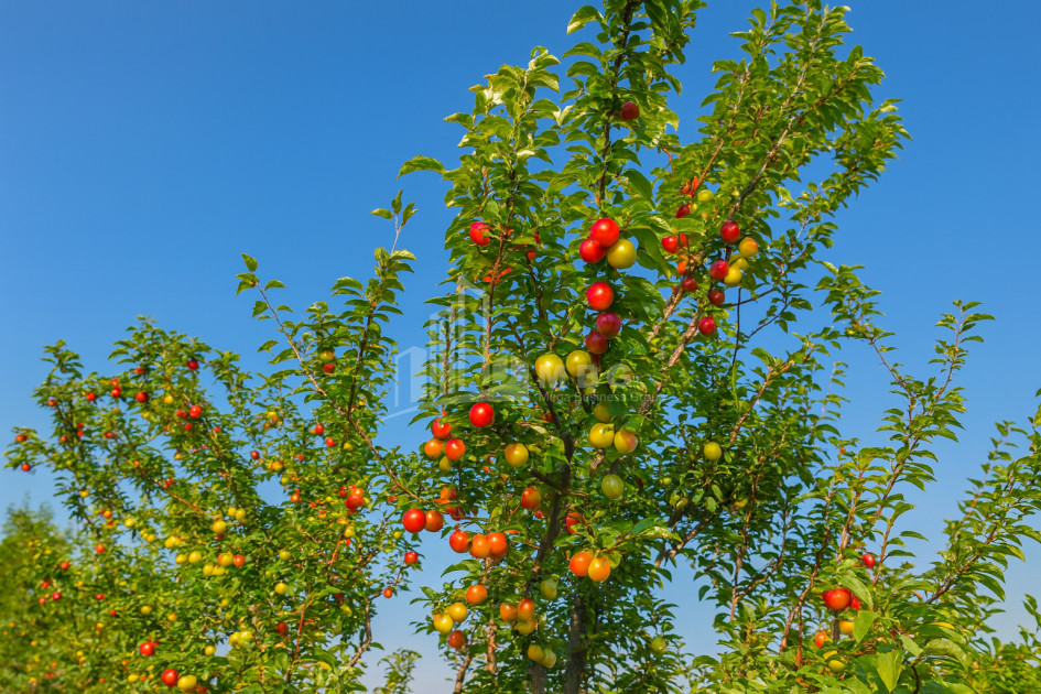 For Sale Orchards Land In Kvemo Shukhuti, Lanchkhuti