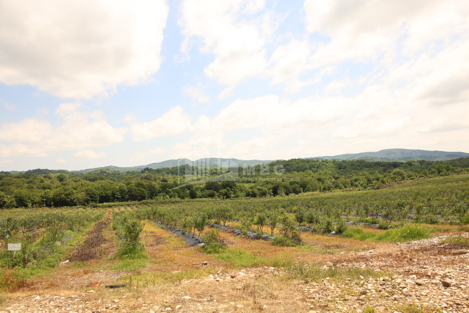 For Sale Blueberry orchard Land In Senaki