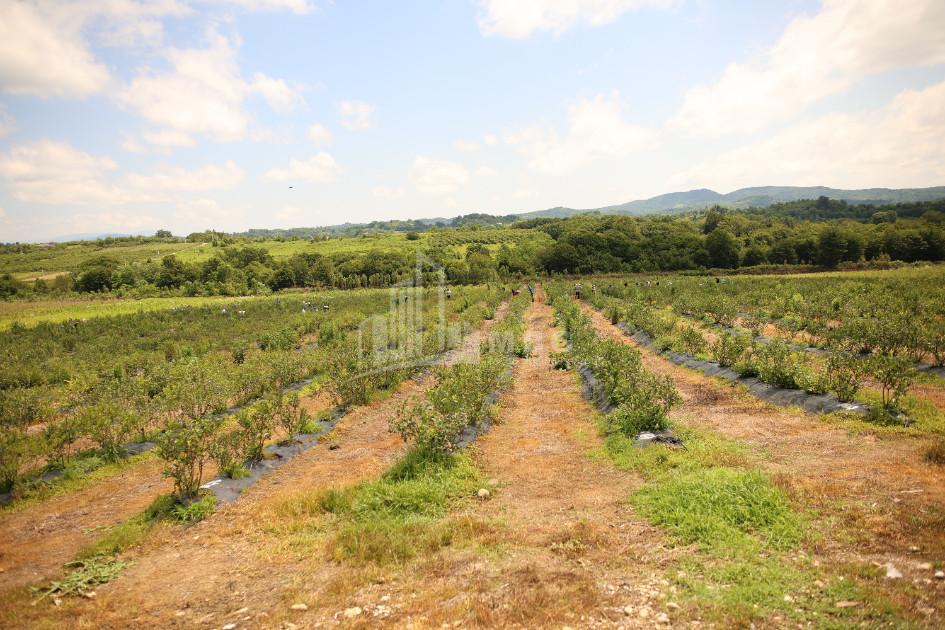 For Sale Blueberry orchard Land In Senaki