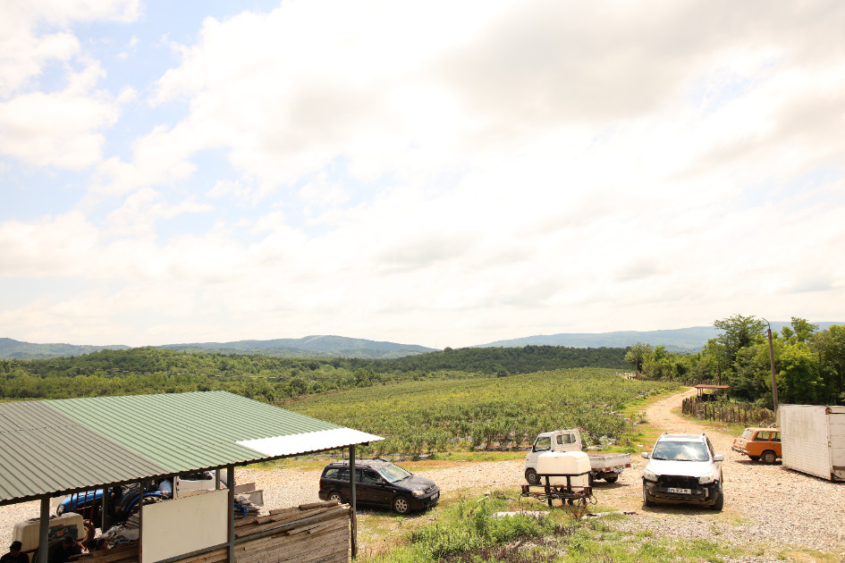 For Sale Blueberry orchard Land In Senaki