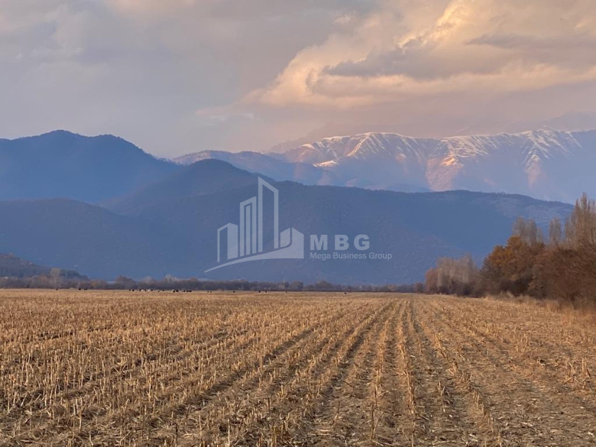 Продается Виноградник - Замковые Земля В Телави