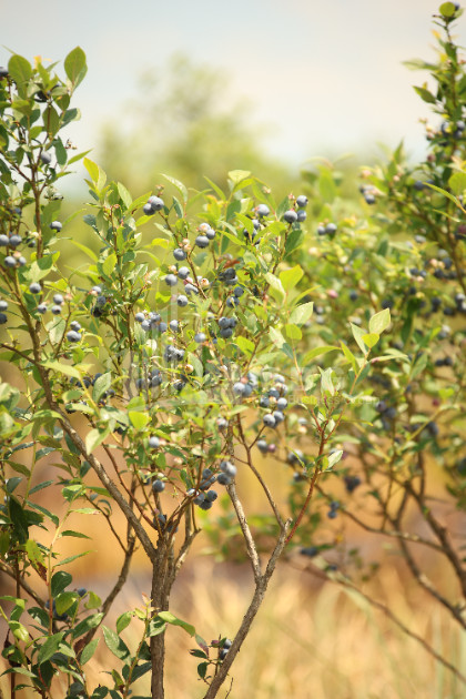 For Sale Blueberry orchard Land In Senaki