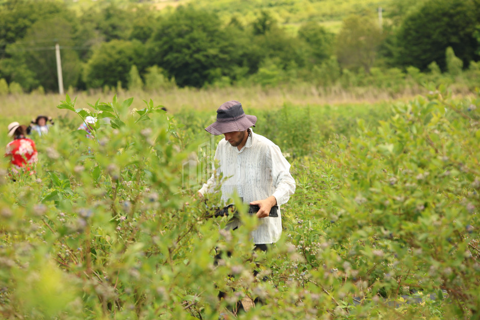For Sale Blueberry orchard Land In Senaki