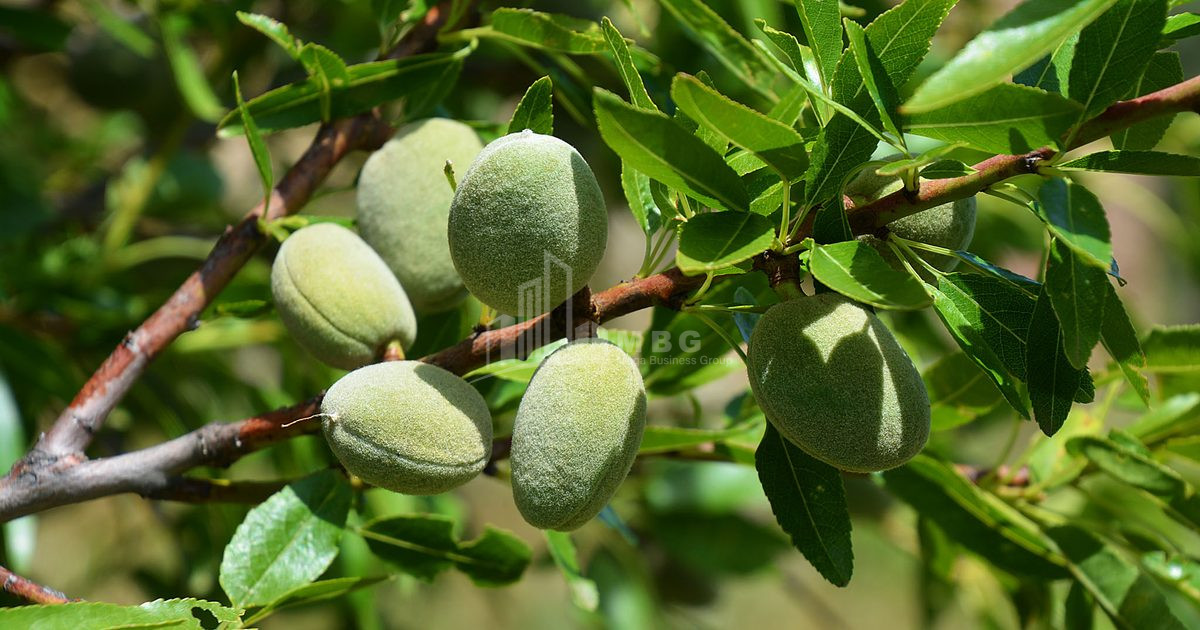 For Sale Walnut orchard Land In Bolnisi