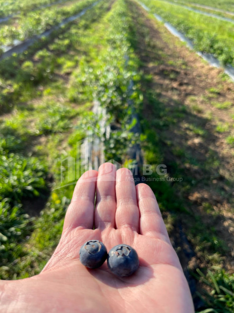 For Sale Blueberry orchard Land In Samegrelo