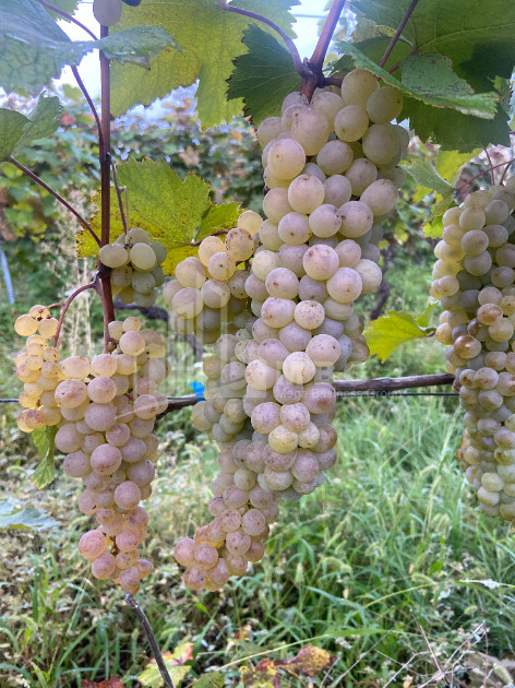 Продается Виноградник - Замковые Земля В Цинандали, Телави