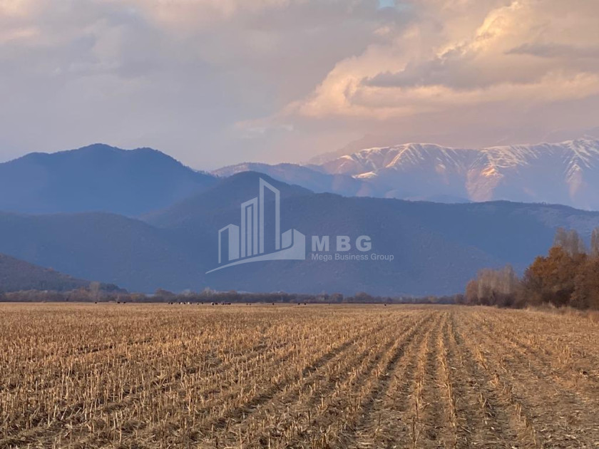 Продается Виноградник - Замковые Земля В Телави