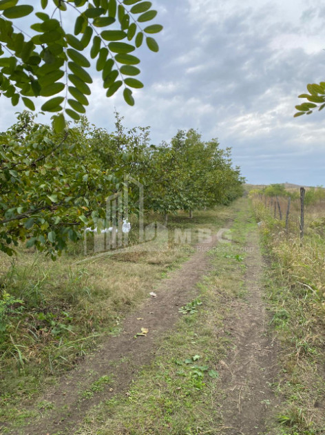 For Sale Walnut orchard Land In Melani, Gurjaani