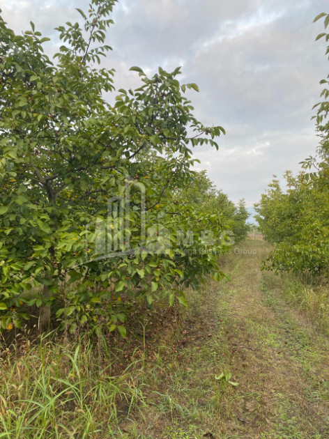 For Sale Walnut orchard Land In Melani, Gurjaani