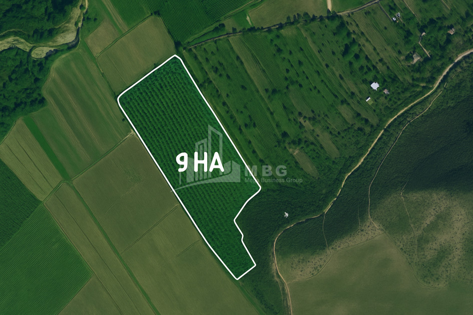 For Sale Walnut orchard Land In Bolnisi