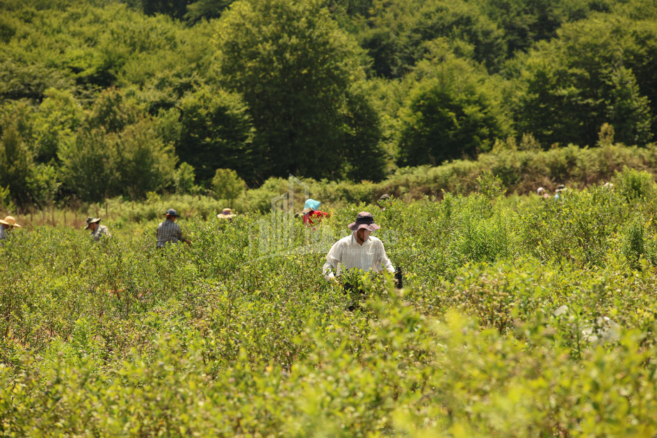 For Sale Blueberry orchard Land In Senaki